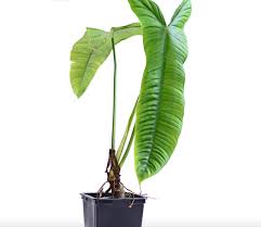 Philodendron Sharoniae
