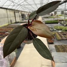 Erubescens Chocolate