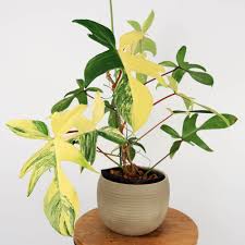 Florida Beauty Large