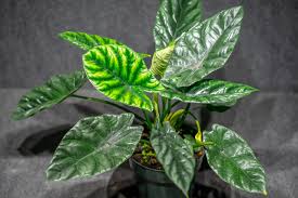 Quilted Dreams Alocasia