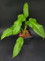 Angustialatum