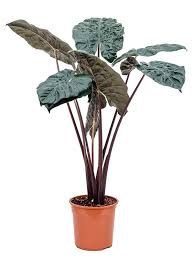 Yucatan Princess Alocasia