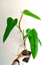 Philodendron Domesticum