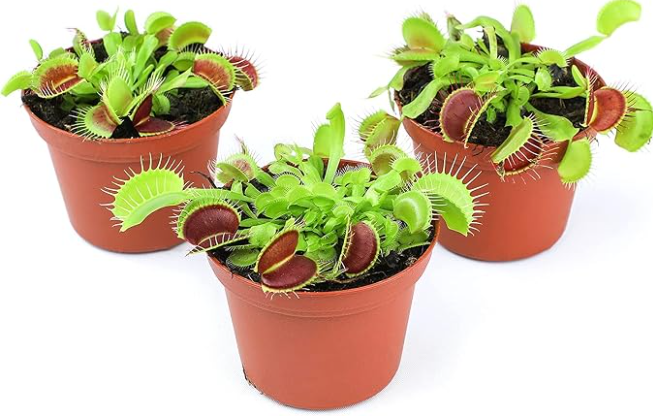 Venus Fly Trap