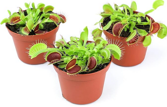 Venus Fly Trap