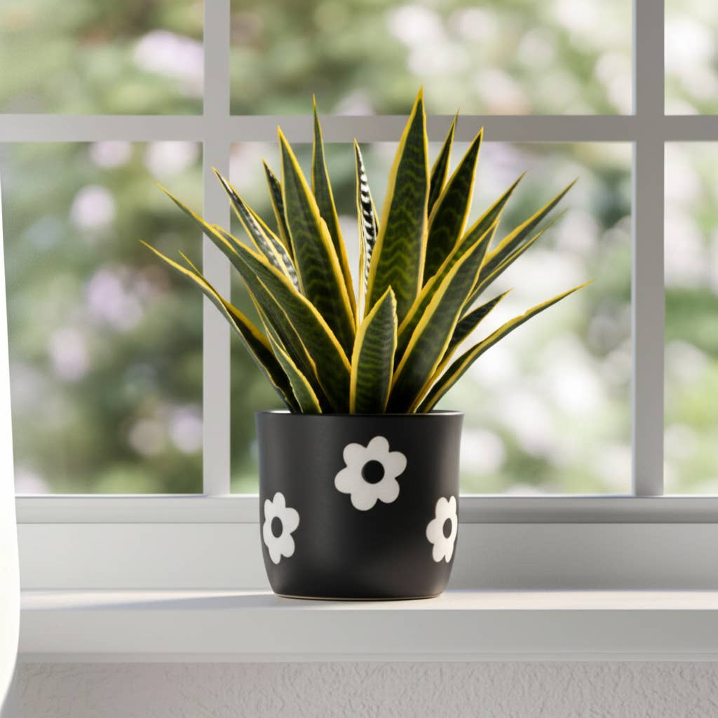 6 in. Black/White Flower Power Planter