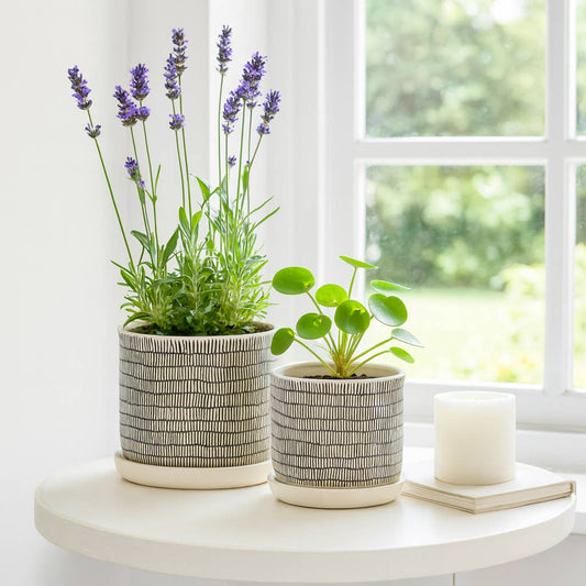 Planters Set of 2 - Ivory Ceramic Line with Saucer, 6/8 in.