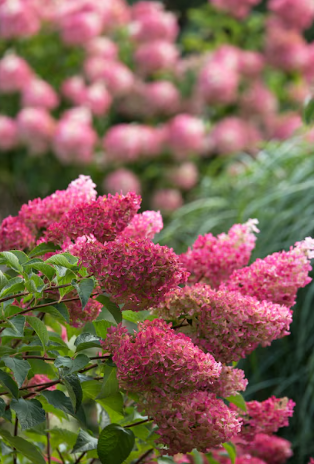 Hydrangea 'Berry White' #10