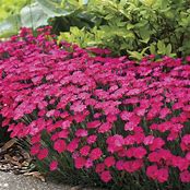 Dianthus 'Paint the Town Magenta'