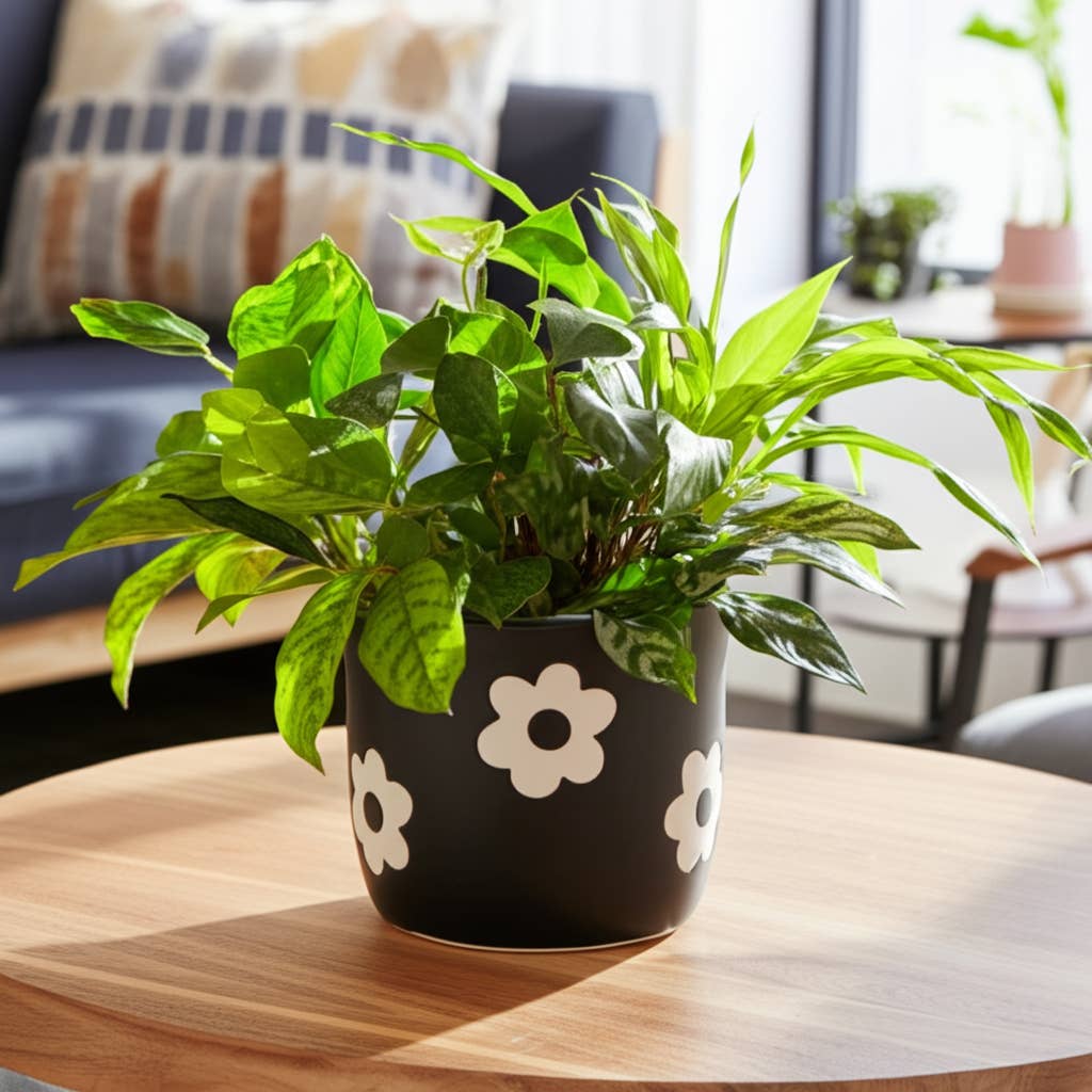 6 in. Black/White Flower Power Planter