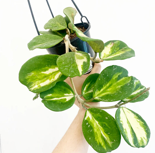 Obovata Variegate