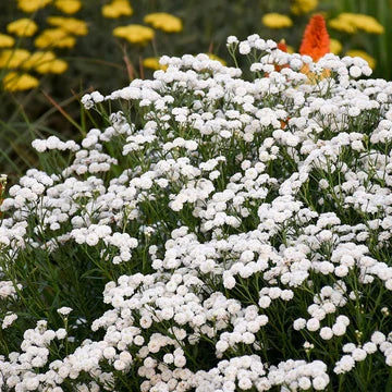 Yarrow Peter Cottontail #1