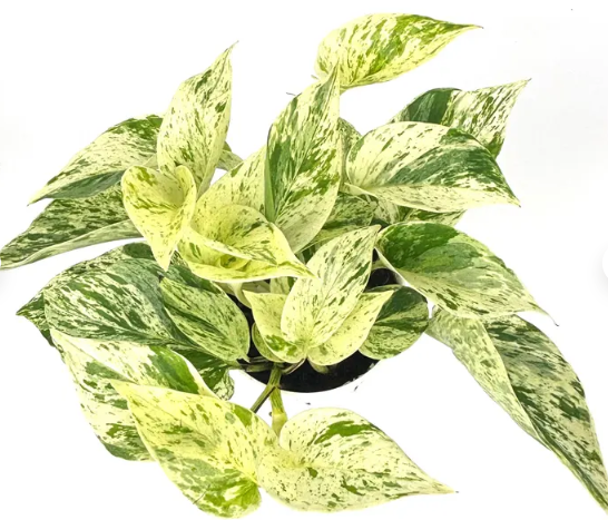 Pothos Snow Queen 6"