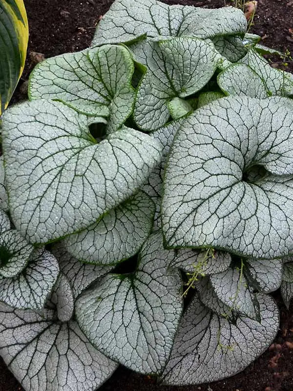 Brunnera 'Sterling Silver' #1